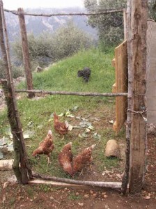 chickensgrass